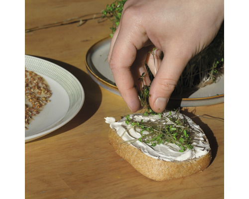 Eine Hand legt Kresse auf ein mit Frischkäse bestrichenes Brötchen. Auf Tellern befinden sich Kresse und Sprossen.