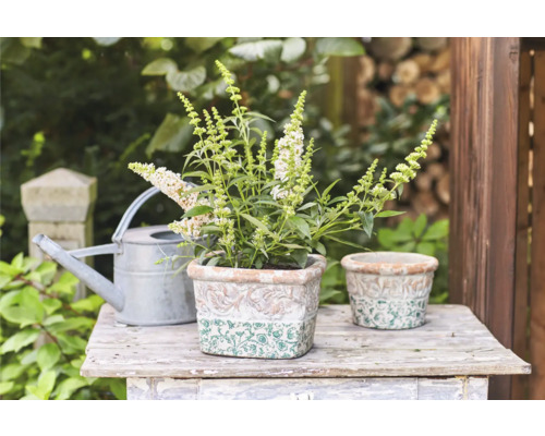Scène de jardin avec buddléja dans des pots décoratifs et un arrosoir