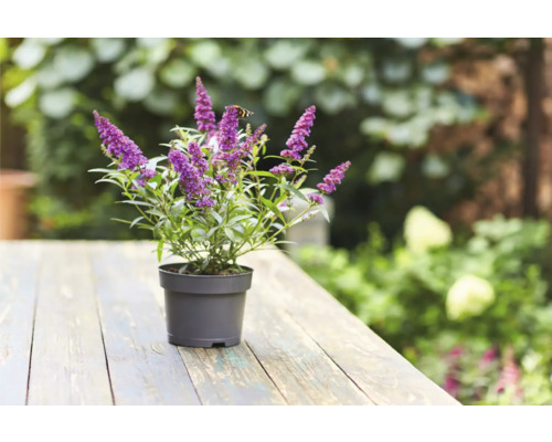 Buddleja en pot avec des fleurs violettes sur une table en bois