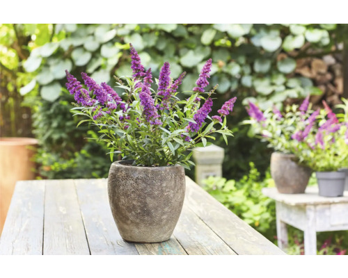 Arbre à papillons en pot sur une table de jardin
