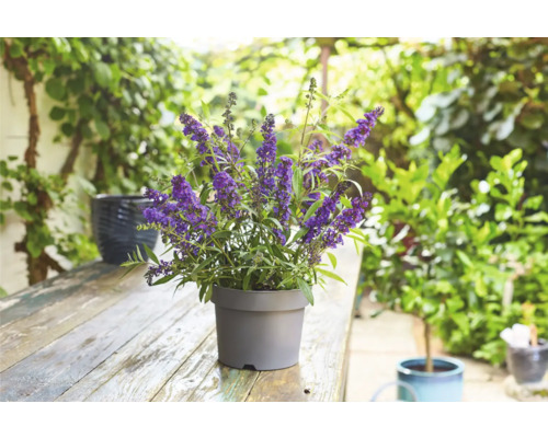 Arbre à papillons dans un pot sur une table de jardin