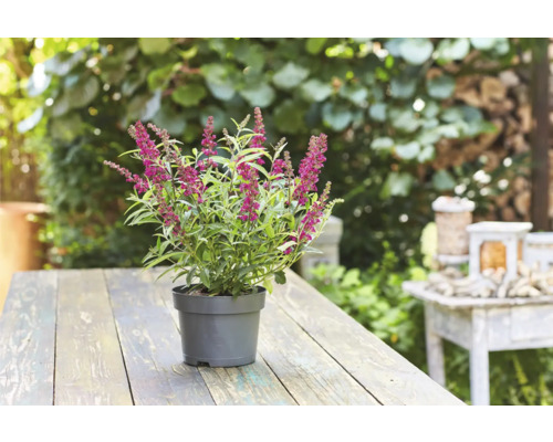 Plante d''hèbe fleurie en pot sur une table en bois dans le jardin.