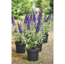 Arbres aux papillons en pots noirs dans le jardin