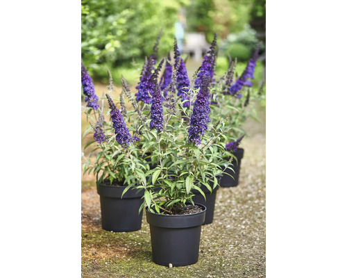 Arbres aux papillons en pots noirs dans le jardin