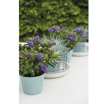 Rangée de plantes Hebe fleuries en pots