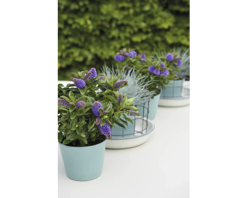 Rangée de plantes Hebe fleuries en pots