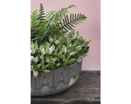 Arrangement floral avec Hebe et fougère dans un pot en terre cuite