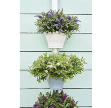 Jardinière suspendue décorative avec différentes fleurs en pots