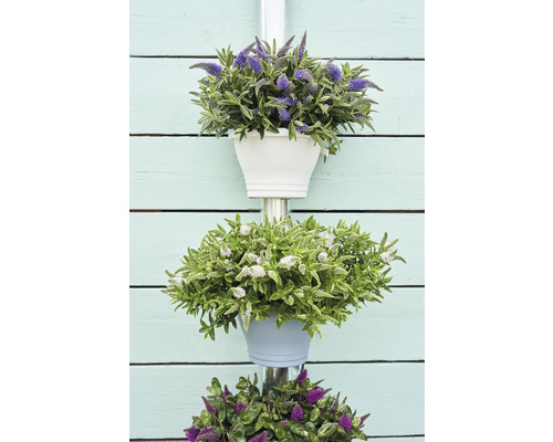 Jardinière suspendue décorative avec différentes fleurs en pots