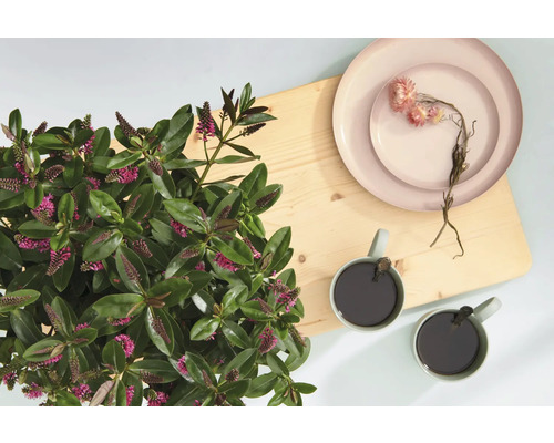 Nature morte avec plante Hebe, assiettes et tasses sur planche en bois
