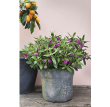 Hébé fleurie en pot