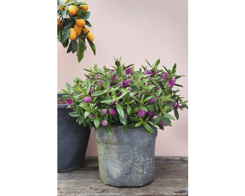 Hébé fleurie en pot