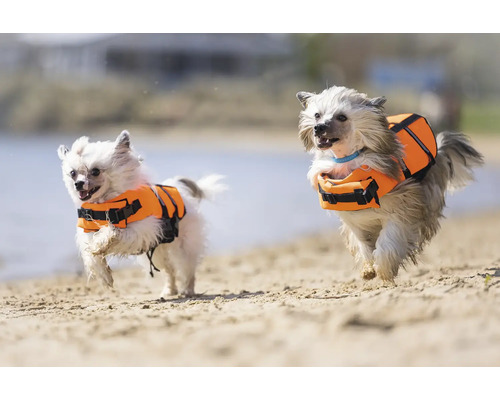 Deux chiens avec des gilets de sauvetage courent sur la plage.