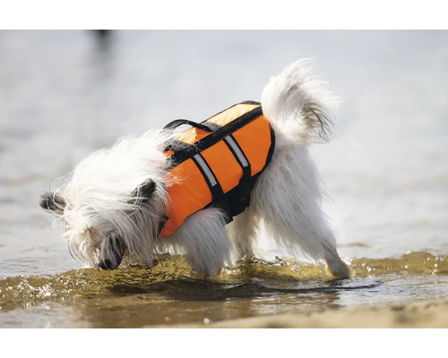 Un chien avec un gilet de sauvetage se tient dans l''eau.
