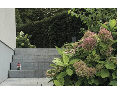 Prise de vue extérieure d''un escalier avec un flacon de nettoyant pour pierres et un hortensia en fleurs