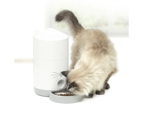 Chat mangeant des aliments secs dans un distributeur automatique