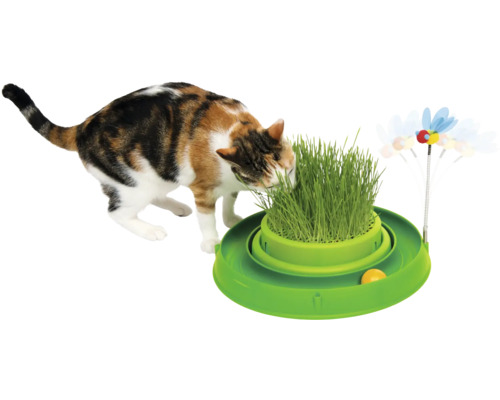 Chat mangeant de l''herbe à chat dans un jouet pour chat avec une balle et un insecte jouet