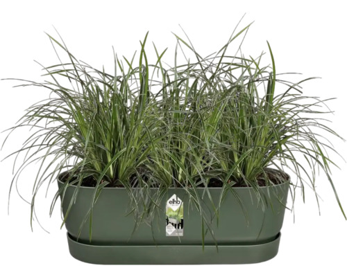 Jardinière à herbes aromatiques verte avec gazon et soucoupe