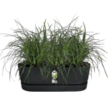 Jardinière avec graminées ornementales