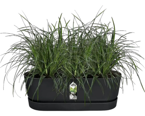 Jardinière avec graminées ornementales