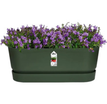 Jardinière avec campanules violettes