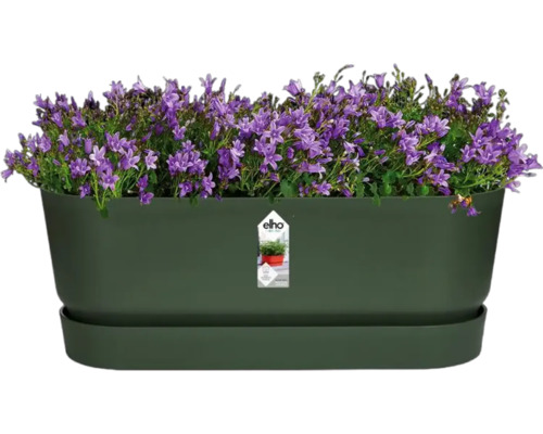 Jardinière avec campanules violettes