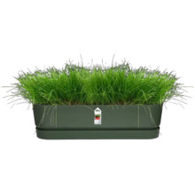 Jardinière rectangulaire avec de l'herbe fraîche