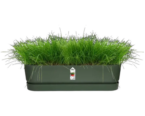 Jardinière rectangulaire avec de l'herbe fraîche