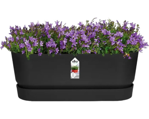 Jardinière noire avec des campanules violettes