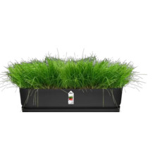 Herbe dans une jardinière rectangulaire