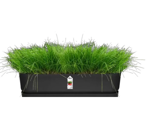 Herbe dans une jardinière rectangulaire
