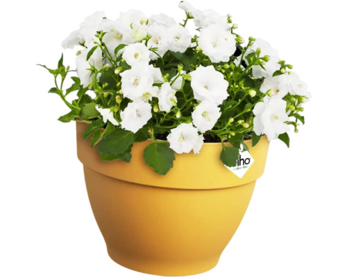 Glockenblumen in einem Blumentopf