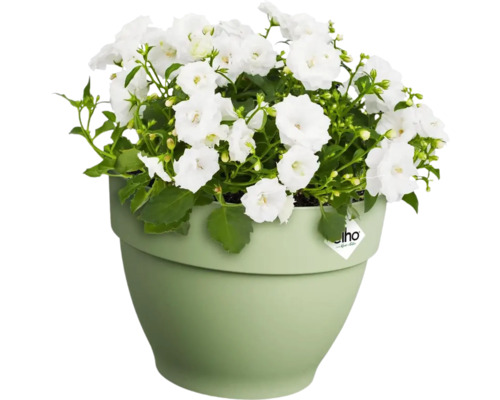 Glockenblume mit weißen Blüten in Pflanztopf