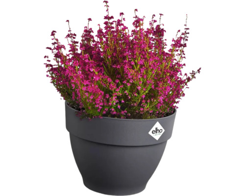 Besenheide in einem Topf mit Elho Logo.