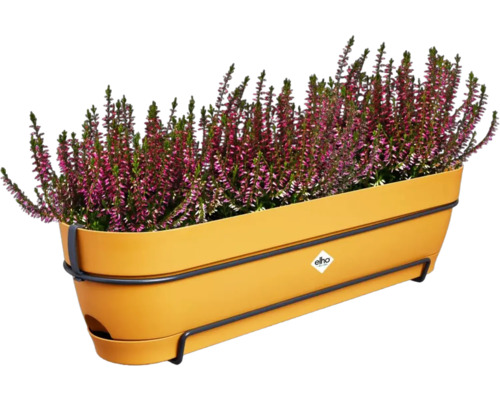 Bruyère dans jardinière jaune avec support