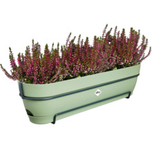 Bruyère dans un bac à fleurs vert avec support