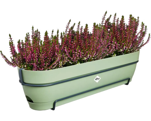 Bruyère dans un bac à fleurs vert avec support