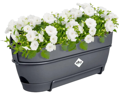 Grauer Blumenkasten mit weißen Blumen