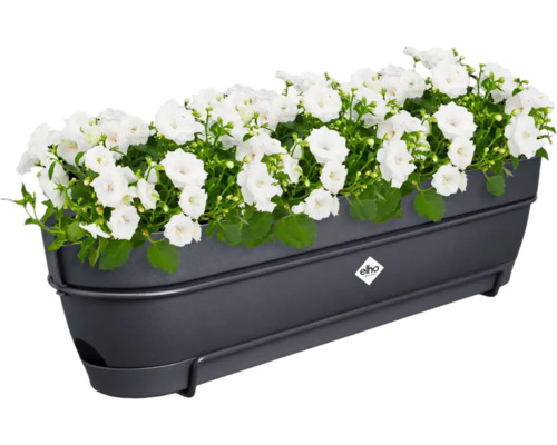 Blumenkasten mit weißen Blüten