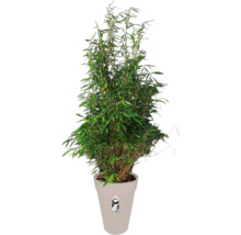 Bambuspflanze im Topf