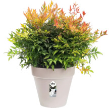 Himmelsbambus im Topf