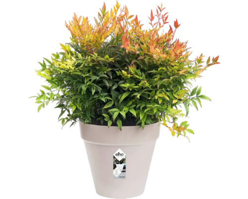 Himmelsbambus im Topf