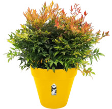 Nandina forme naine dans un pot jaune