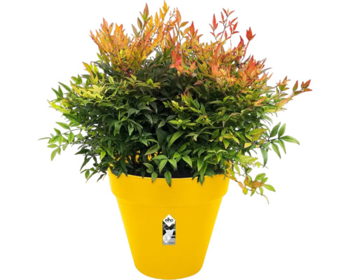 Nandina forme naine dans un pot jaune