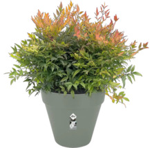 Himmelsbambus im Topf