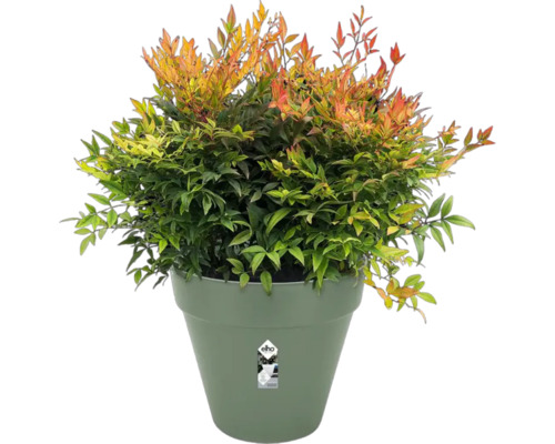 Himmelsbambus im Topf