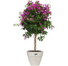 Bougainvillier en pot