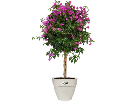 Bougainvillier en pot