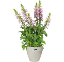 Digitale remplie dans un pot