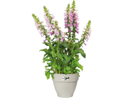 Digitale remplie dans un pot